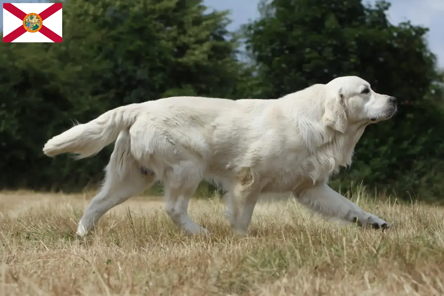 Golden Retriever puppies and breeders Florida Here you can find Golden Retriever breeders in Florida.
