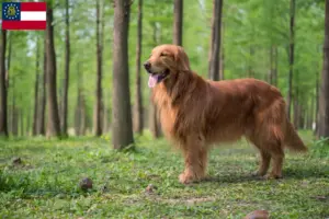 Read more about the article Golden Retriever breeders and puppies in Georgia