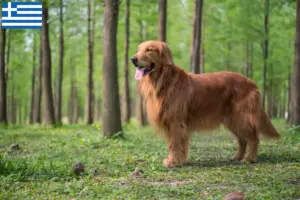 Read more about the article Golden Retriever breeders and puppies in Greece