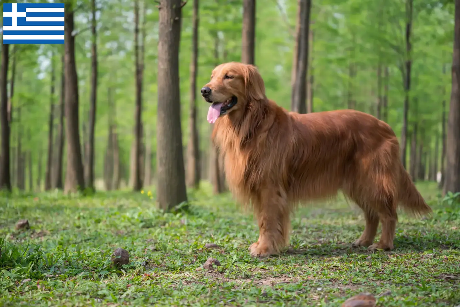 Golden Retriever puppies and breeders Greece Here you can find Golden Retriever breeders in Greece.