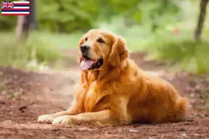Read more about the article Golden Retriever breeders and puppies in Hawaii