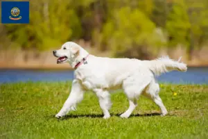 Read more about the article Golden Retriever breeders and puppies in Idaho