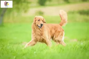 Read more about the article Golden Retriever breeders and puppies in Illinois