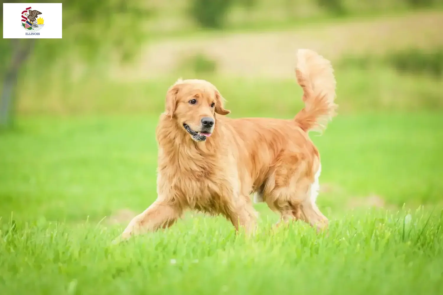 Golden Retriever puppies and breeders Illinois Find Golden Retriever breeders in Illinois.
