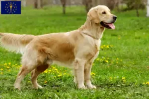 Read more about the article Golden Retriever breeders and puppies in Indiana