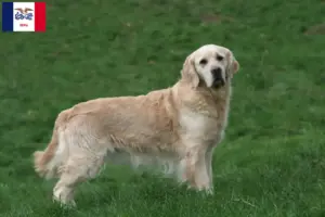 Read more about the article Golden Retriever breeders and puppies in Iowa