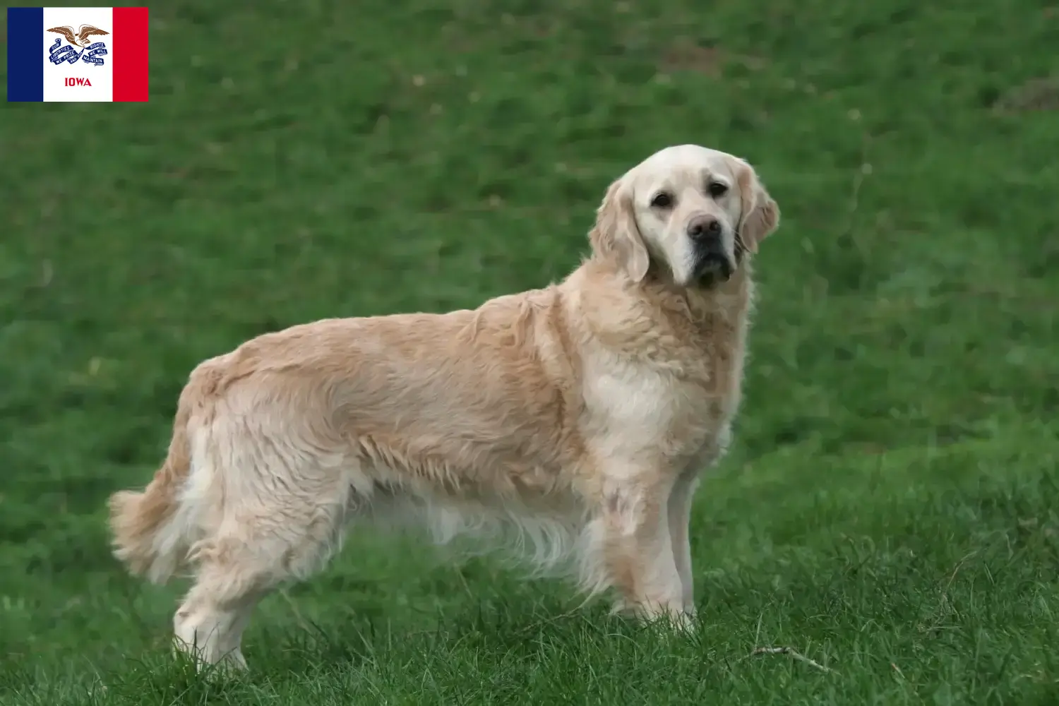 Golden Retriever puppies and breeders Iowa Find Golden Retriever breeders in Iowa.