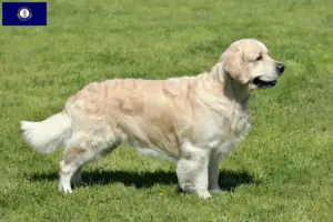 Read more about the article Golden Retriever breeders and puppies in Kentucky