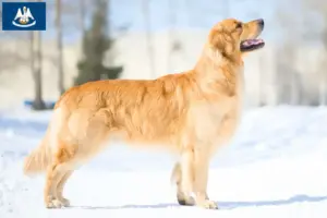 Read more about the article Golden Retriever breeders and puppies in Louisiana