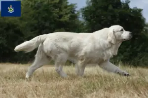 Read more about the article Golden Retriever breeders and puppies in Maine
