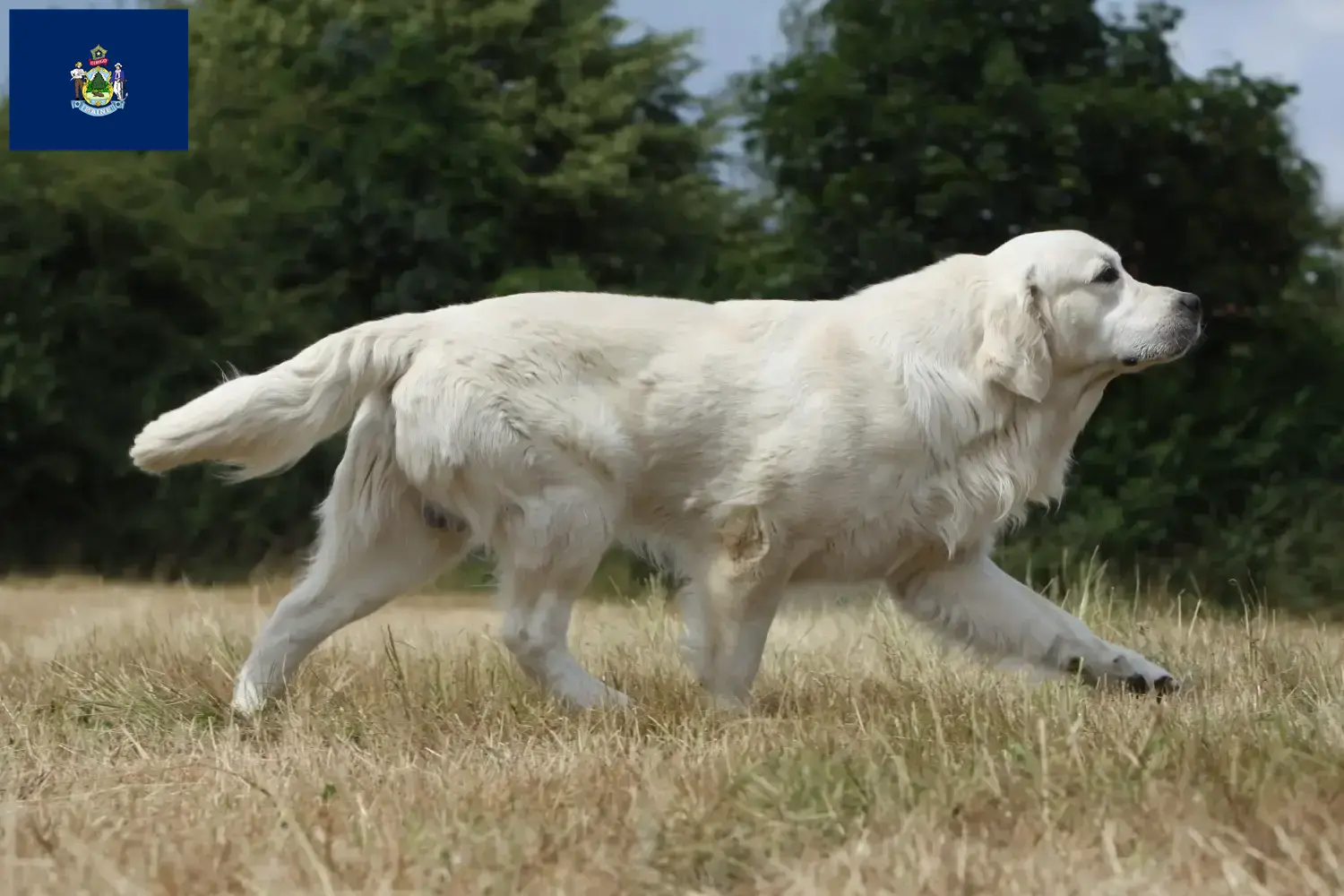 Golden Retriever puppies and breeders Maine Find Golden Retriever breeders in Maine.