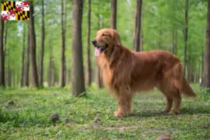 Read more about the article Golden Retriever breeders and puppies in Maryland