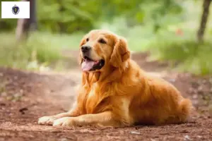 Read more about the article Golden Retriever Breeders and Puppies in Massachusetts