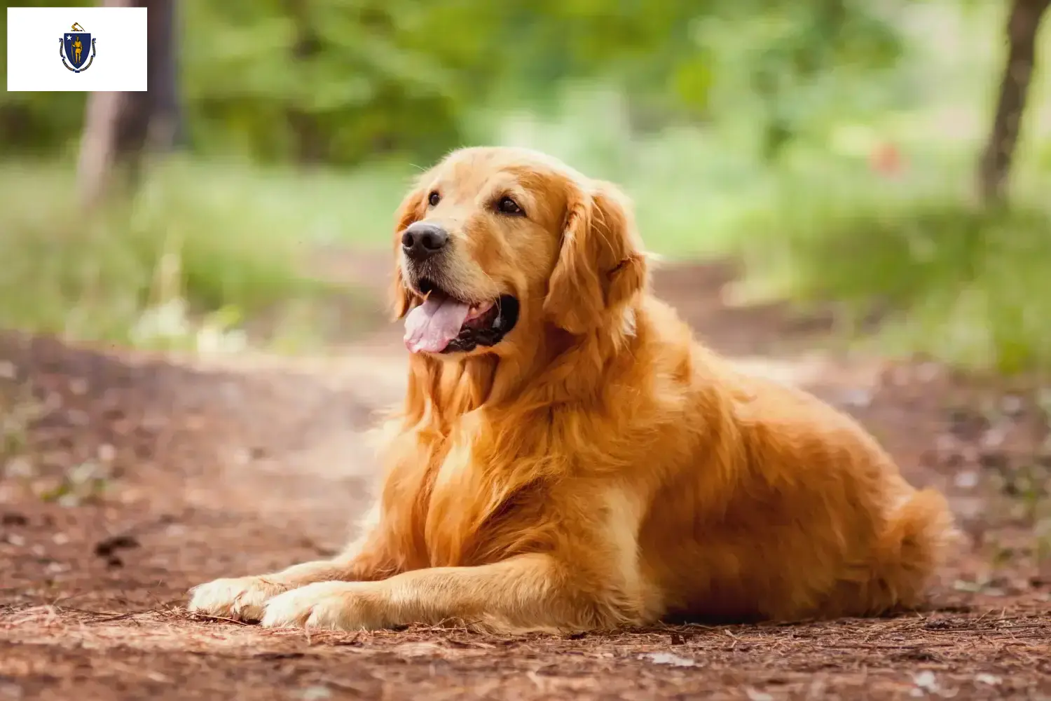 Golden Retriever puppies and breeders Massachusetts Find Golden Retriever breeders in Massachusetts.