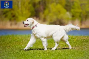 Read more about the article Golden Retriever breeders and puppies in Michigan