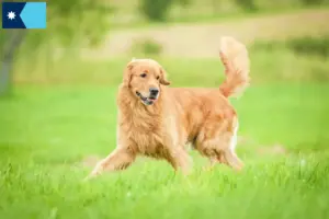 Read more about the article Golden Retriever breeders and puppies in Minnesota