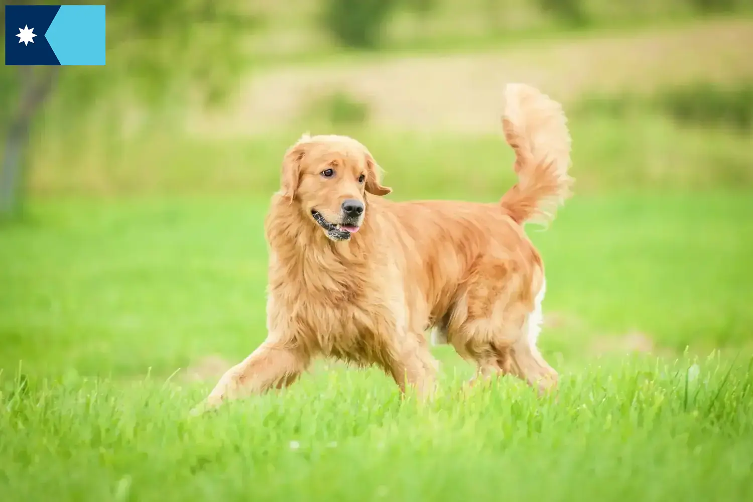 Golden Retriever puppies and breeders Minnesota Find Golden Retriever breeders in Minnesota.