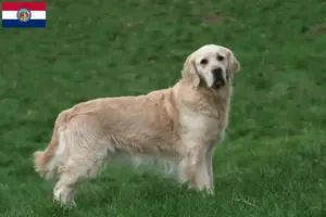 Read more about the article Golden Retriever breeders and puppies in Missouri