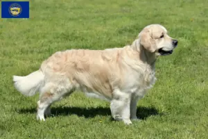 Read more about the article Golden Retriever breeders and puppies in Nebraska