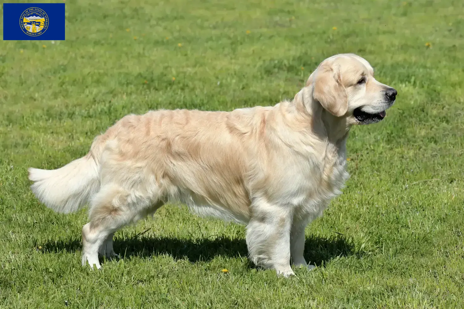 Golden Retriever puppies and breeders Nebraska Find Golden Retriever breeders in Nebraska.