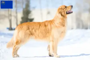 Read more about the article Golden Retriever breeders and puppies in Nevada