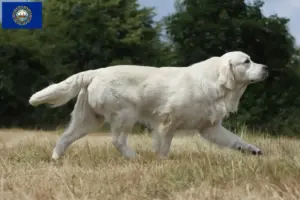 Read more about the article Golden Retriever Breeders and Puppies in New Hampshire