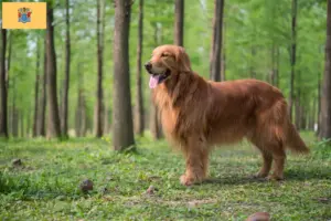 Read more about the article Golden Retriever breeders and puppies in New Jersey