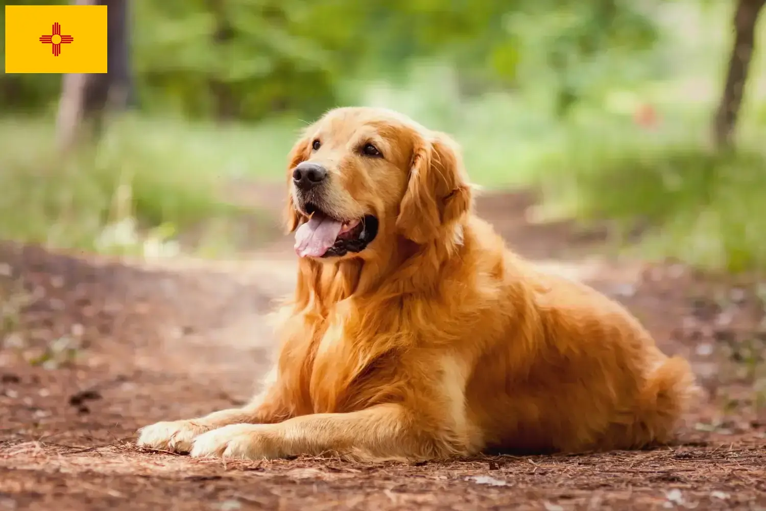 Golden Retriever puppies and breeders New Mexico Find Golden Retriever breeders in New Mexico.