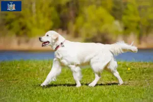 Read more about the article Golden Retriever breeders and puppies in New York