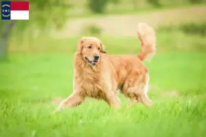 Read more about the article Golden Retriever breeders and puppies in North Carolina