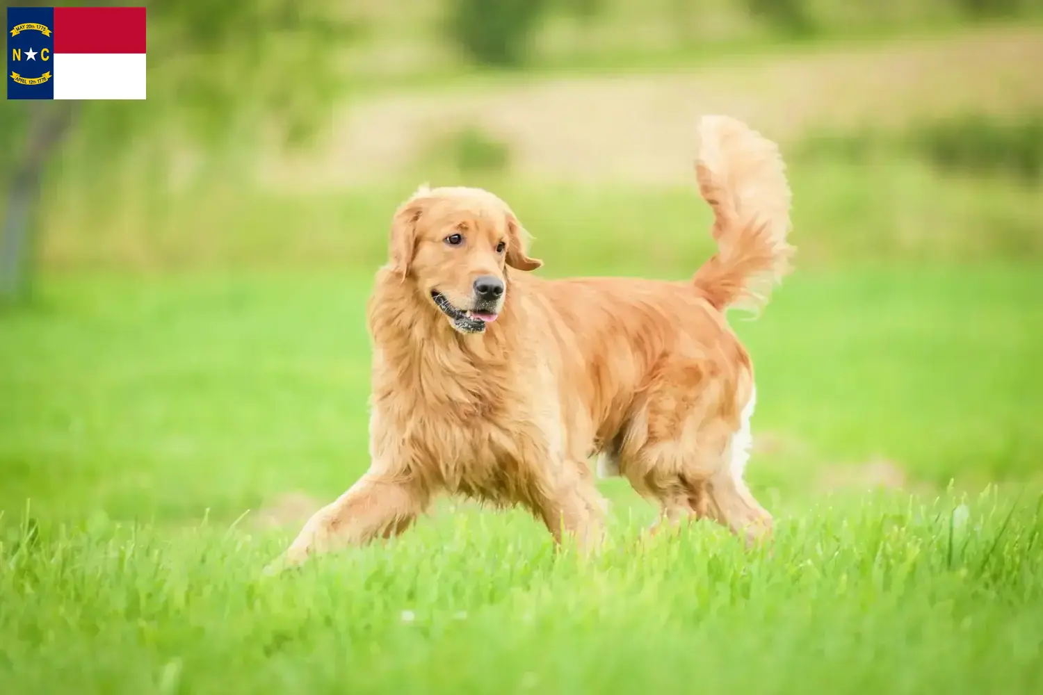 Golden Retriever puppies and breeders North Carolina Find Golden Retriever breeders in North Carolina.