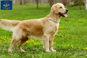 Read more about the article Golden Retriever breeders and puppies in North Dakota