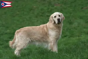 Read more about the article Golden Retriever breeders and puppies in Ohio