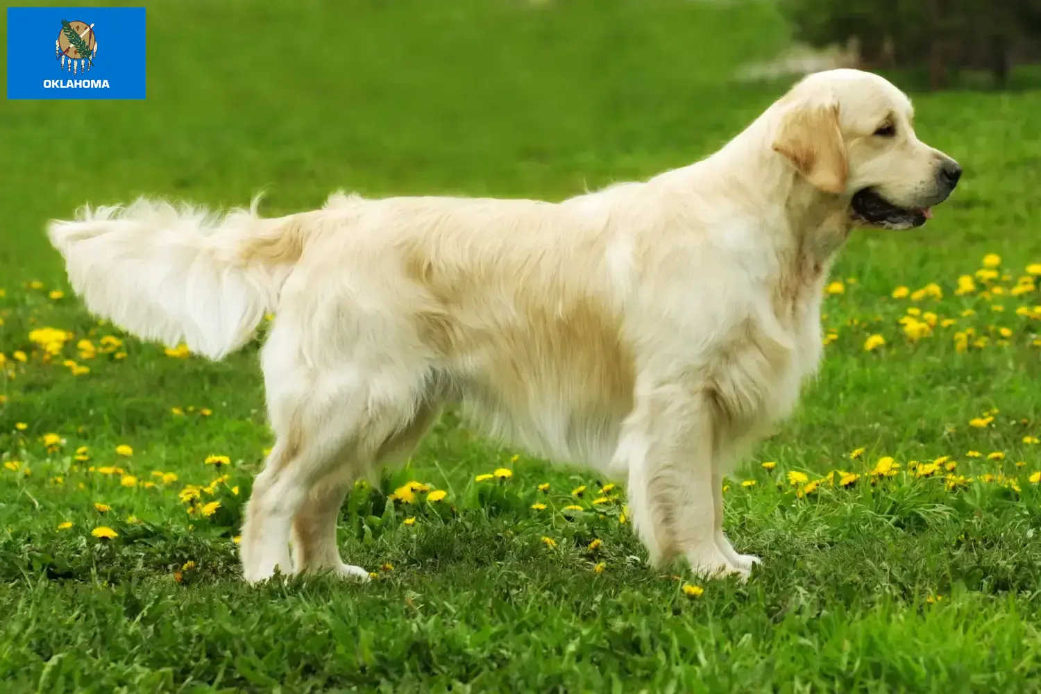 Golden Retriever puppies and breeders Oklahoma Find Golden Retriever breeders in Oklahoma.