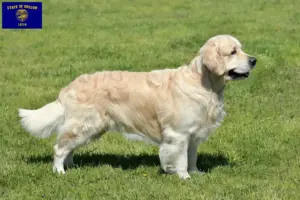 Read more about the article Golden Retriever breeders and puppies in Oregon