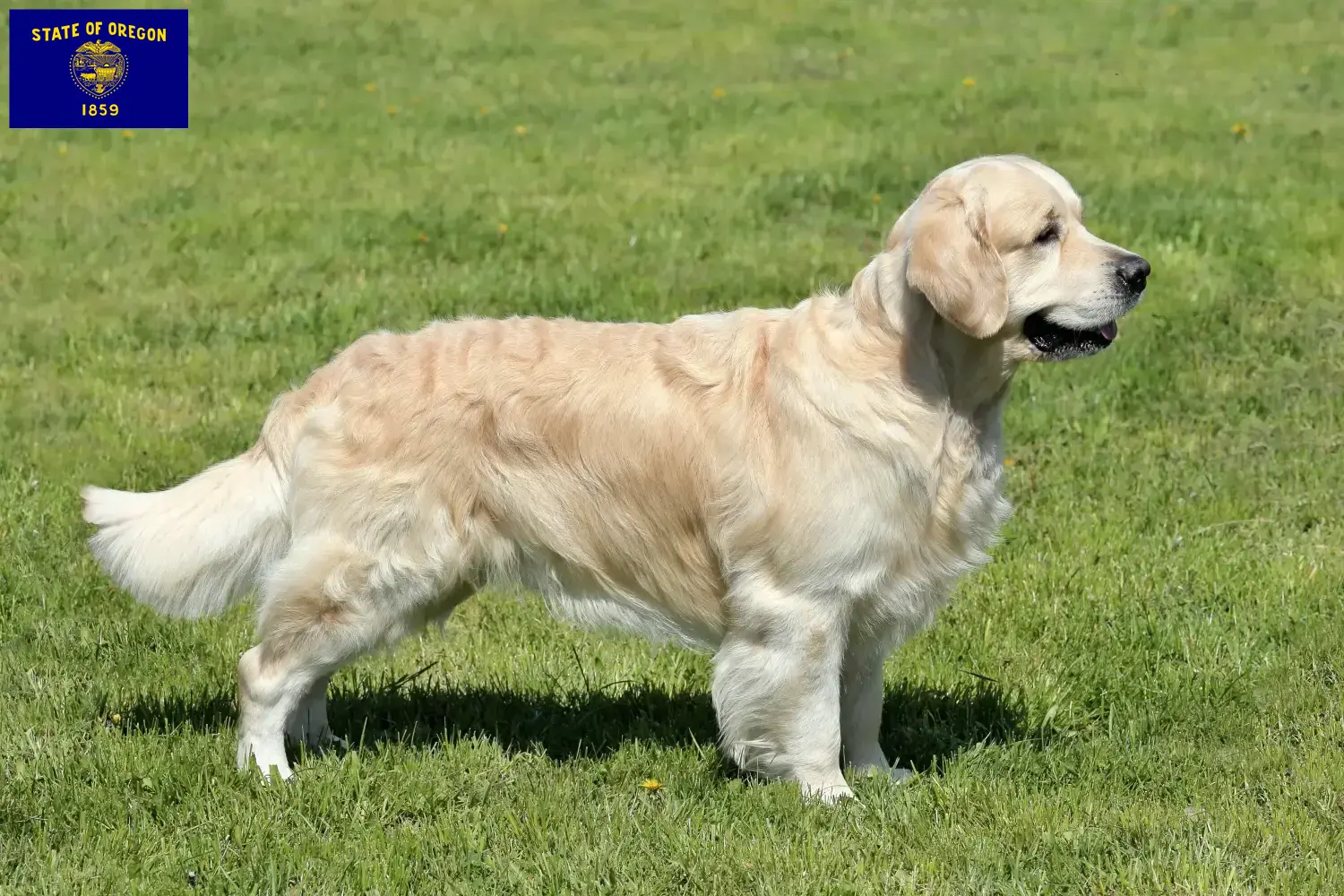 Golden Retriever puppies and breeders Oregon Here you can find Golden Retriever breeders in Oregon.