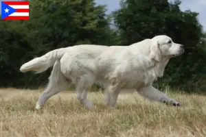 Read more about the article Golden Retriever breeders and puppies in Puerto Rico