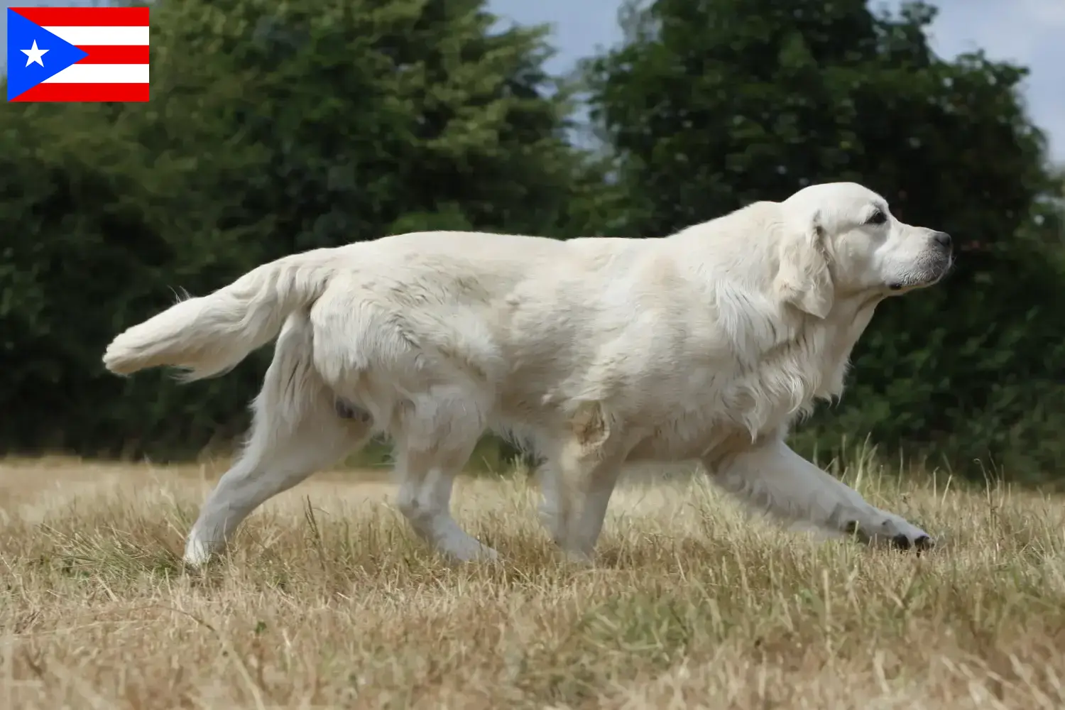 Golden Retriever puppies and breeders Puerto Rico Find Golden Retriever breeders in Puerto Rico.