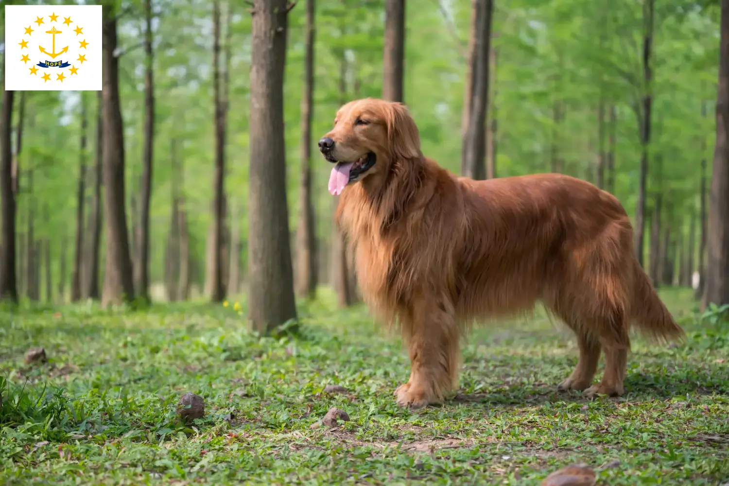 Golden Retriever puppies and breeders Rhode Island Find Golden Retriever breeders in Rhode Island.