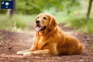 Read more about the article Golden Retriever breeders and puppies in South Carolina