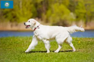 Read more about the article Golden Retriever breeders and puppies in South Dakota