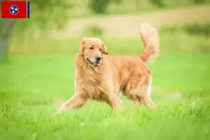 Read more about the article Golden Retriever breeders and puppies in Tennessee