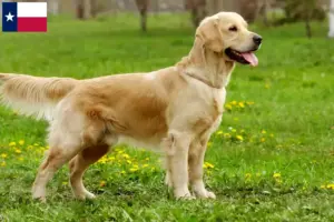 Read more about the article Golden Retriever breeders and puppies in Texas