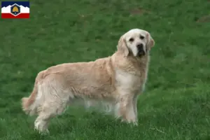 Read more about the article Golden Retriever breeders and puppies in Utah