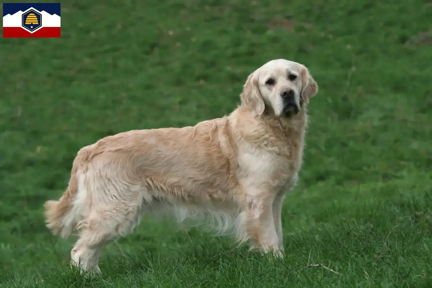 Golden Retriever puppies and breeders Utah Here you can find Golden Retriever breeders in Utah.