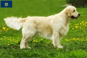 Read more about the article Golden Retriever breeders and puppies in Vermont