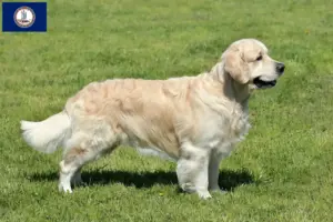 Read more about the article Golden Retriever breeders and puppies in Virginia