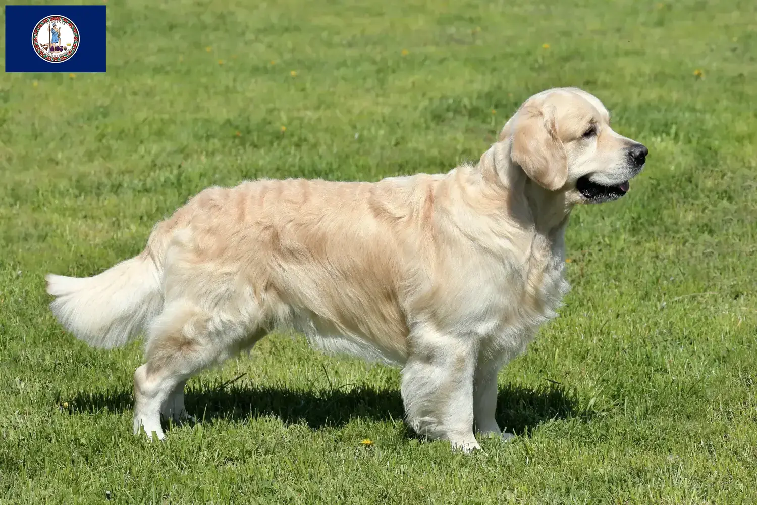 Golden Retriever puppies and breeder Virginia Find Golden Retriever breeders in Virginia.