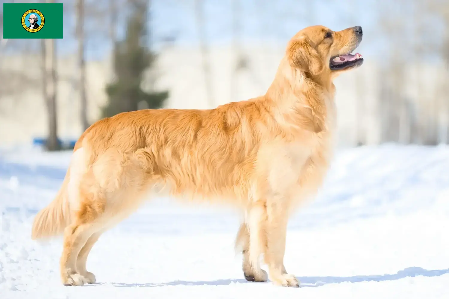 Golden Retriever puppies and breeders Washington Find Golden Retriever breeders in Washington here.