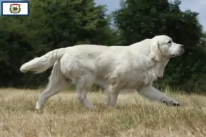 Read more about the article Golden Retriever breeders and puppies in West Virginia